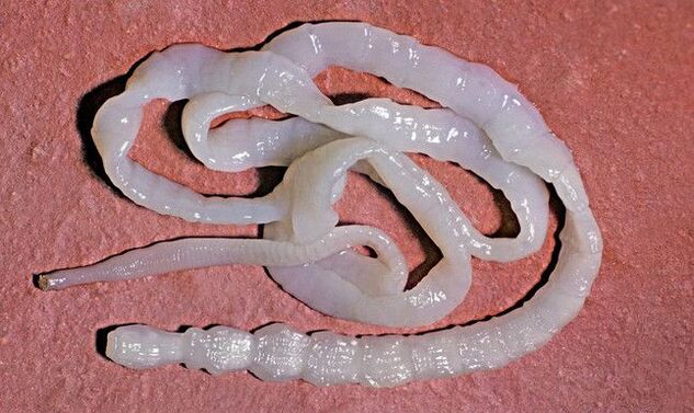 bovine tapeworm from the human body