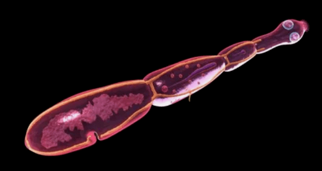 Echinococcus