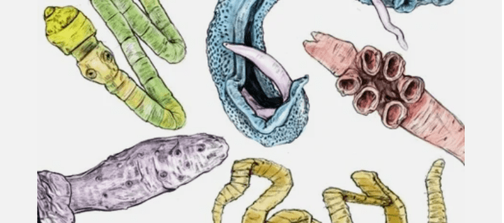 Parasites of the human body