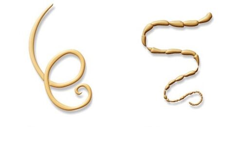 human parasites roundworms and tapeworms