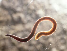 worm parasite of humans