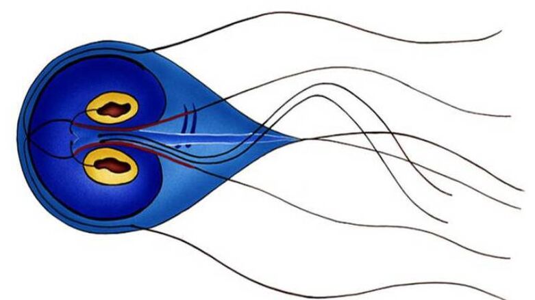 Giardia, a parasite in the human small intestine