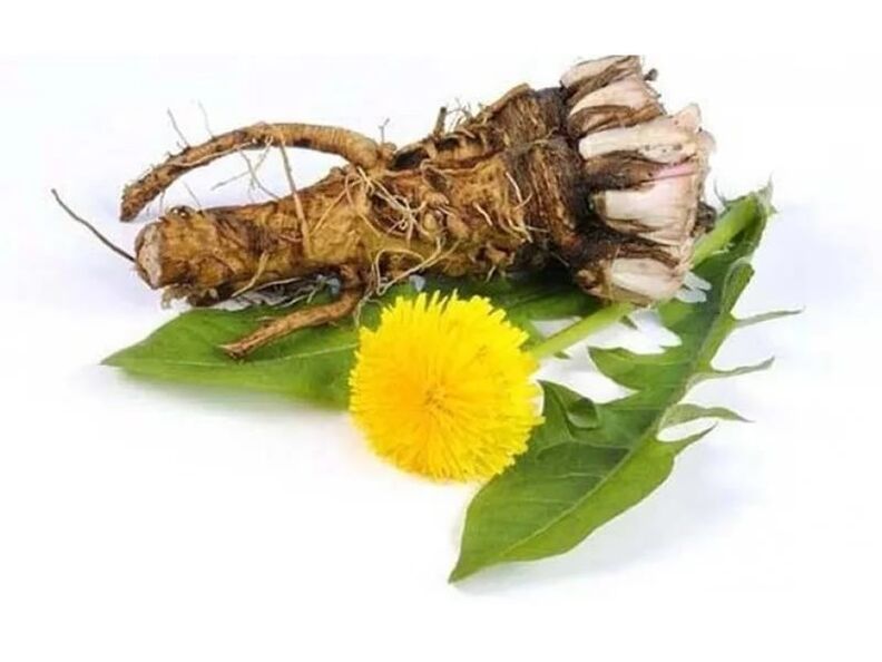 dandelion root in Vermixin anti-parasite capsules